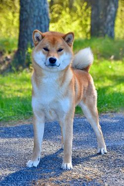 picture of dog