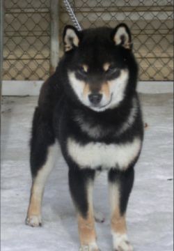 picture of dog