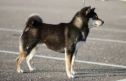 picture of dog
