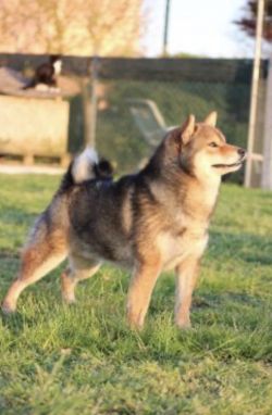 picture of dog