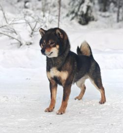 picture of dog