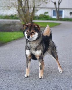 picture of dog