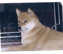 picture of dog