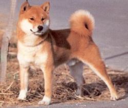 picture of dog