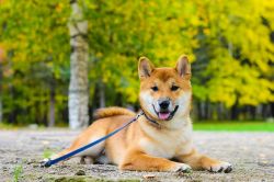 picture of dog