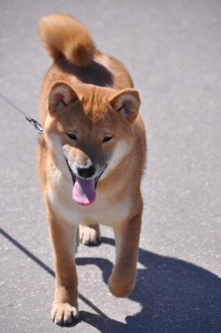 picture of dog