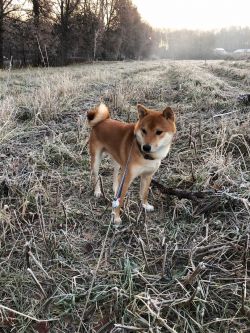 picture of dog