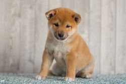 picture of dog