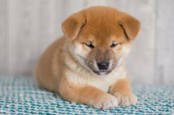 picture of dog
