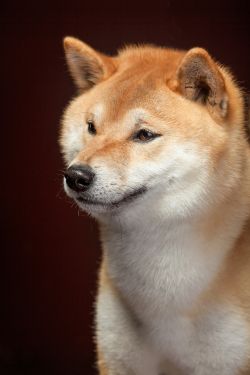 picture of dog