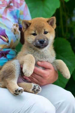 picture of dog