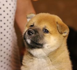 picture of dog