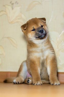 picture of dog