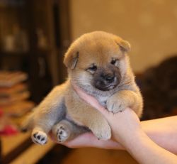picture of dog
