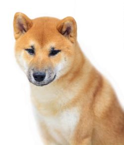 picture of dog