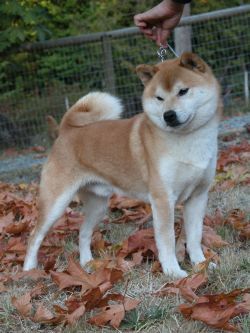 picture of dog