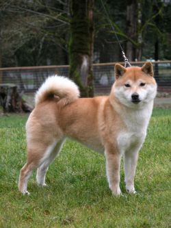 picture of dog