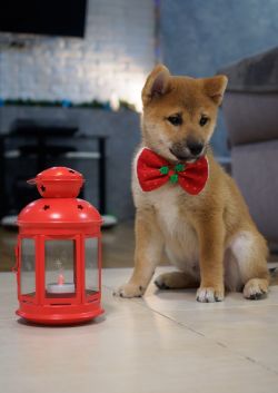 picture of dog