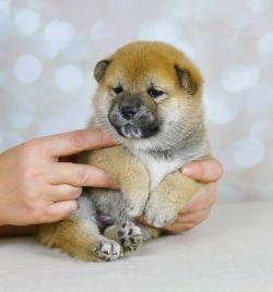 picture of dog