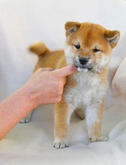 picture of dog