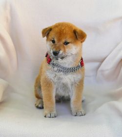 picture of dog