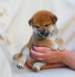 picture of dog