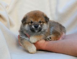 picture of dog