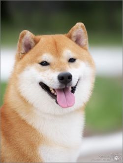 picture of dog
