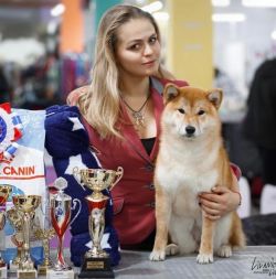 picture of dog
