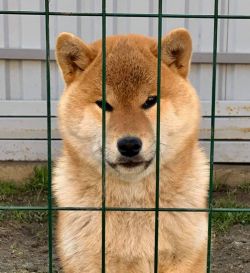 picture of dog