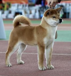 picture of dog