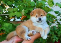 picture of dog