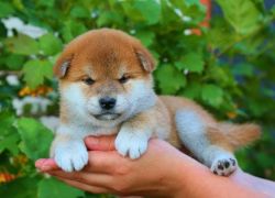 picture of dog