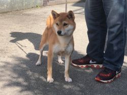 picture of dog