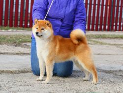 picture of dog