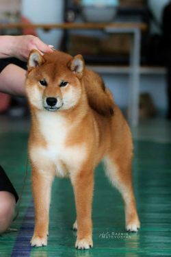 picture of dog