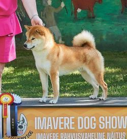 picture of dog