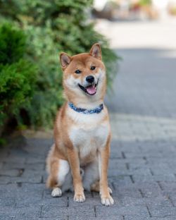 picture of dog