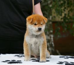 picture of dog