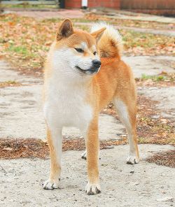 picture of dog