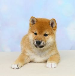 picture of dog