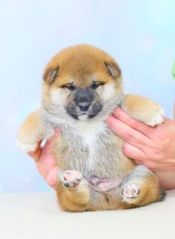 picture of dog