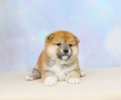 picture of dog