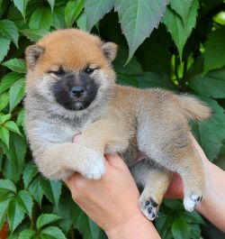 picture of dog