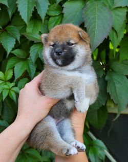picture of dog