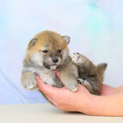 picture of dog