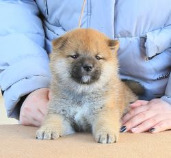picture of dog