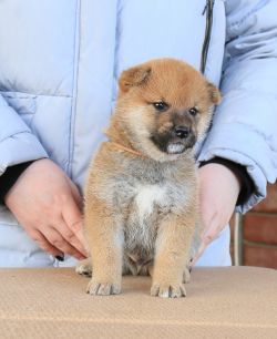 picture of dog