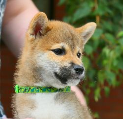 picture of dog