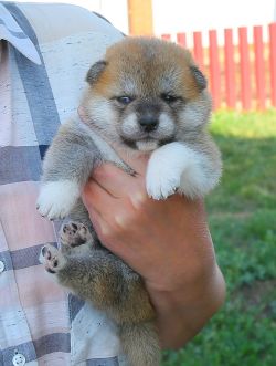 picture of dog